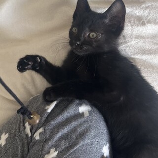 おてんばクロネコちゃん♪♀生後二ヶ月弱