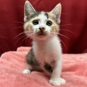 2.5ヶ月ゴロゴロ三毛ちゃん