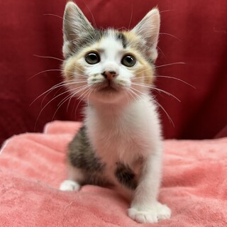 2.5ヶ月ゴロゴロ三毛ちゃん