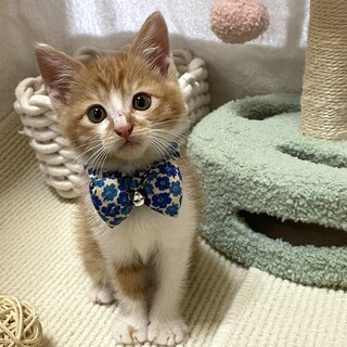 【7/14東銀座】リオくん★2ヶ月半♪