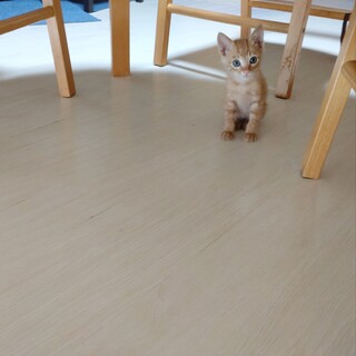 （交渉中）可愛い茶トラの男の子（ワクチン済）