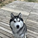 穏やかなハスキー ハデス君
