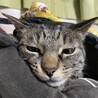 にこちー
