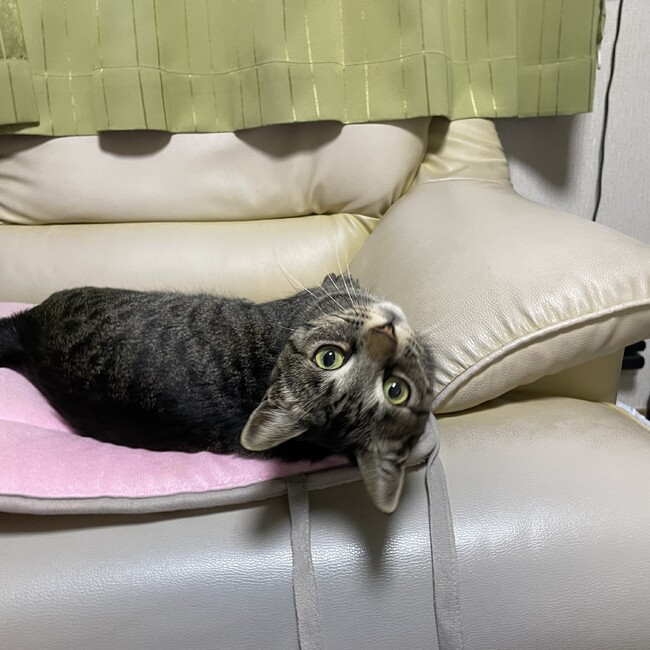 にこちーのカバー写真