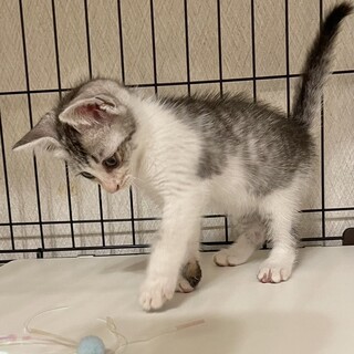 と〜っても可愛い♡サバ白の男の子