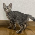 人懐こいキジトラ2ヶ月(推定)