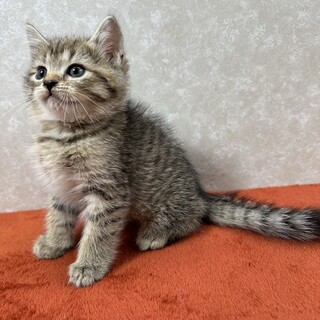 母アメショ父ペルシャMIX！兄弟仲良し❤豆