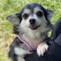 苦労を乗り越え笑顔が出てきたチワワちゃん