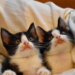 in江南市☆子猫たくさん！保護猫をオウチに迎えよう☆2024年7月14日（日）～ ちーむ にゃいんず