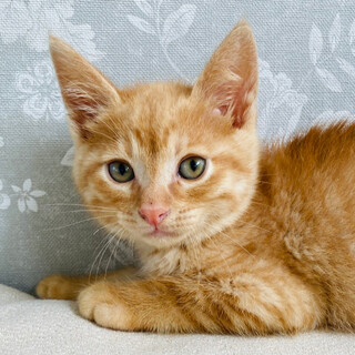 細かいことは気にしない！おおらかな茶トラ『ポポ』