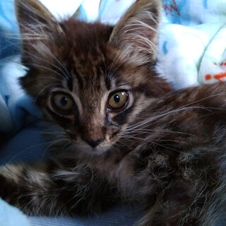 ママ猫に置いて行かれた子猫