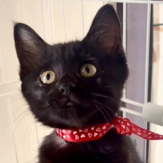 人懐こくて賢くて甘えっ子の黒猫ジジ姫