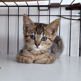 少しビビりだけど童顔で愛くるしい『モモ』