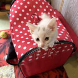in岡崎市☆子猫たくさん！保護猫をオウチに迎えよう☆2024年7月15日（祝）～ちーむ にゃいんず
