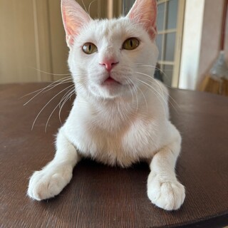 【8/18東銀座】杏仁くん★３歳♪