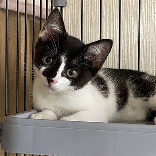 8/21りんちゃん譲渡決定、有り難うございます。