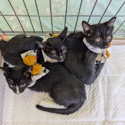 ねこの譲渡会/南生涯学習センター　