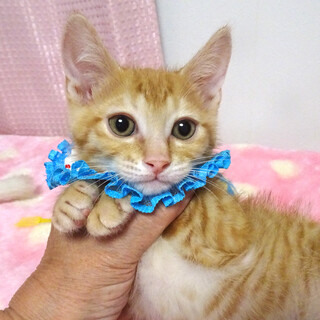 なれなれ♪茶トラ★翼(つばさ)くん 2ヵ月