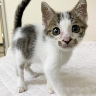 ノリ吉っぽい柄！きっと大吉猫です約1ヶ月