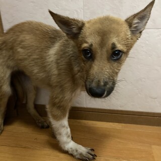 保健所からレスキュー！　おとなしいスイバ君！