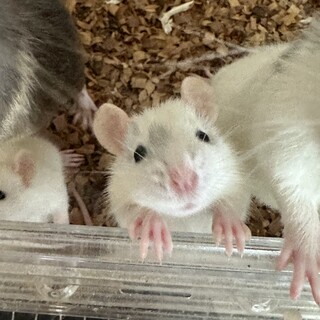 ファンシーラット ブルー 子供