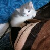 子猫の姉妹 サムネイル3
