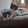 子猫の姉妹 サムネイル7