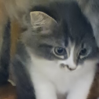 里親決定しました。