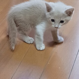 子猫男の子