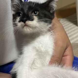 子猫ちゃんの里親を探しています！