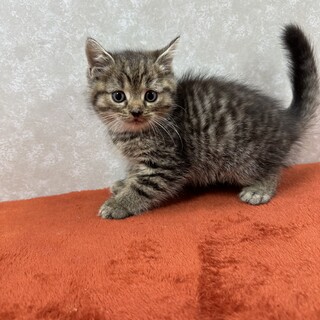 母アメショ父ペルシャMIX！兄弟仲良し❤そら