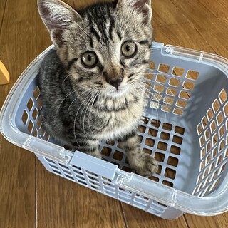 猫も人も大好きな男の子です♡