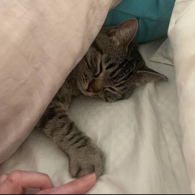 猫の祐ちゃん！！のカバー写真