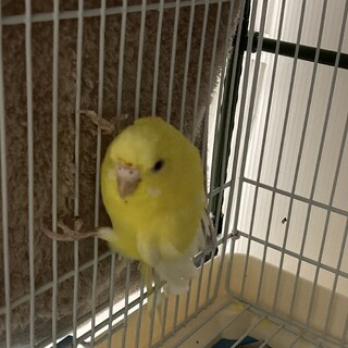 セキセイインコ女の子　里親募集です。