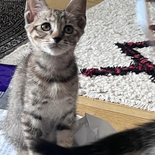 モデル子猫みたいにキュートなユイ！