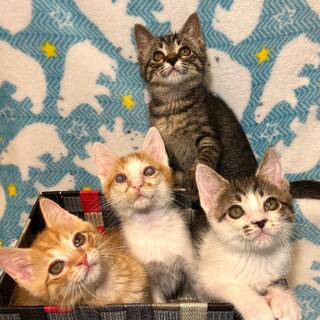 【8/4芝浦】メロメロ間違いなし★甘えん坊チーム