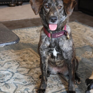 【トライアル中】小柄な甲斐MIXラナ