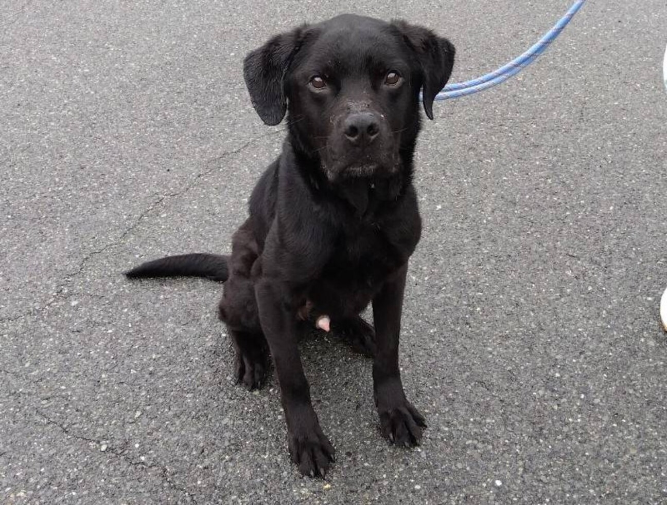 黒ラブMIX☆活発でなつ」岡山県 - 犬の里親募集(493839) :: ペット