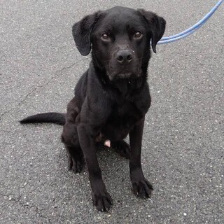 黒ラブMIX☆活発でなつこいジンくん