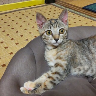 トライアル決まりました！！