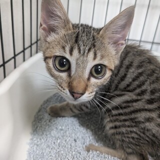 保護した子猫の里親募集です