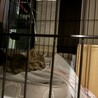 とても人懐っこいグレー色の3ヶ月の男の子 サムネイル4