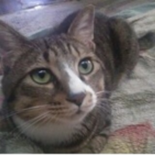 キジトラ猫のうーちゃん（相模原市生活衛生課）