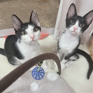 【8/4芝浦】兄妹猫っていいな♪可愛いさに底なし！