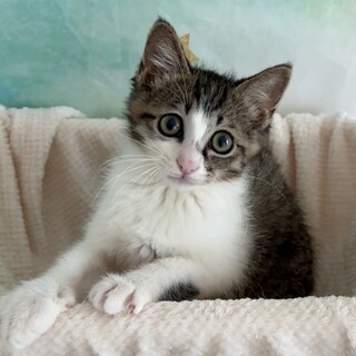 【7/15芝浦】よく食べよく寝てよく遊ぶ！りんくん