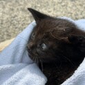 2ヶ月黒猫