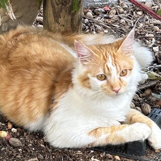 可愛いチビにゃん兄妹、長毛の茶白の報君！