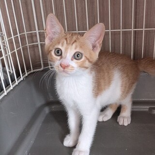 かわいい茶白兄妹、るいくん、人なつこい