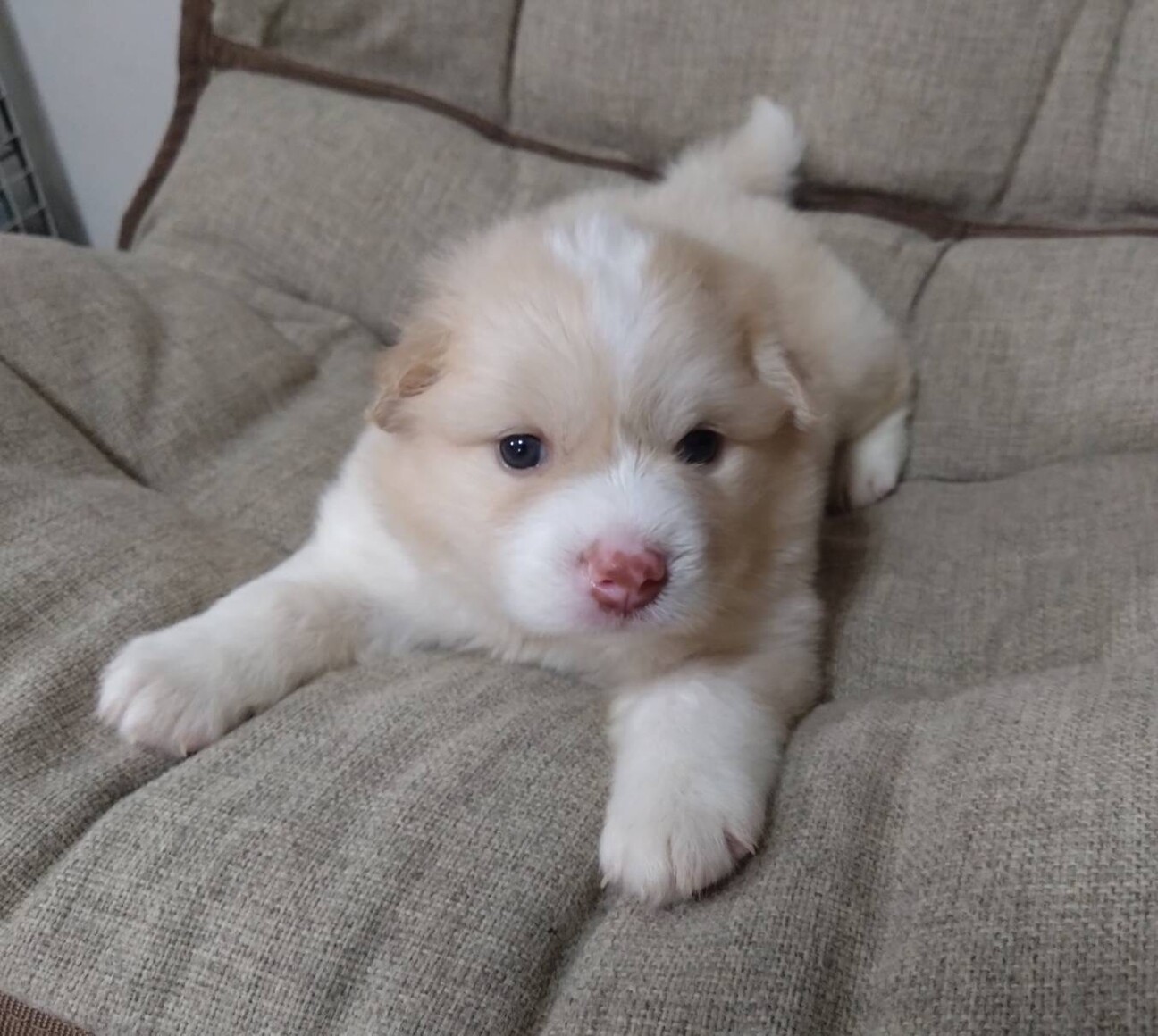 生後約1ヶ月ふわふわな「」広島県 - 犬の里親募集(493866