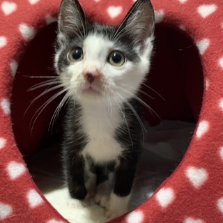 妹ねこにやさしいハチワレ君